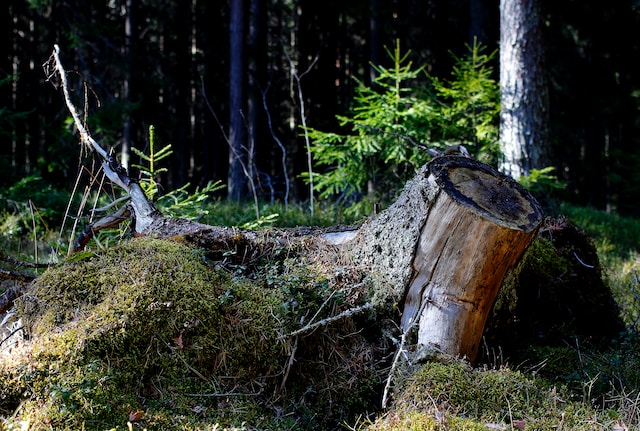 ground stump