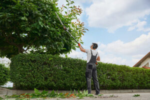 tree service